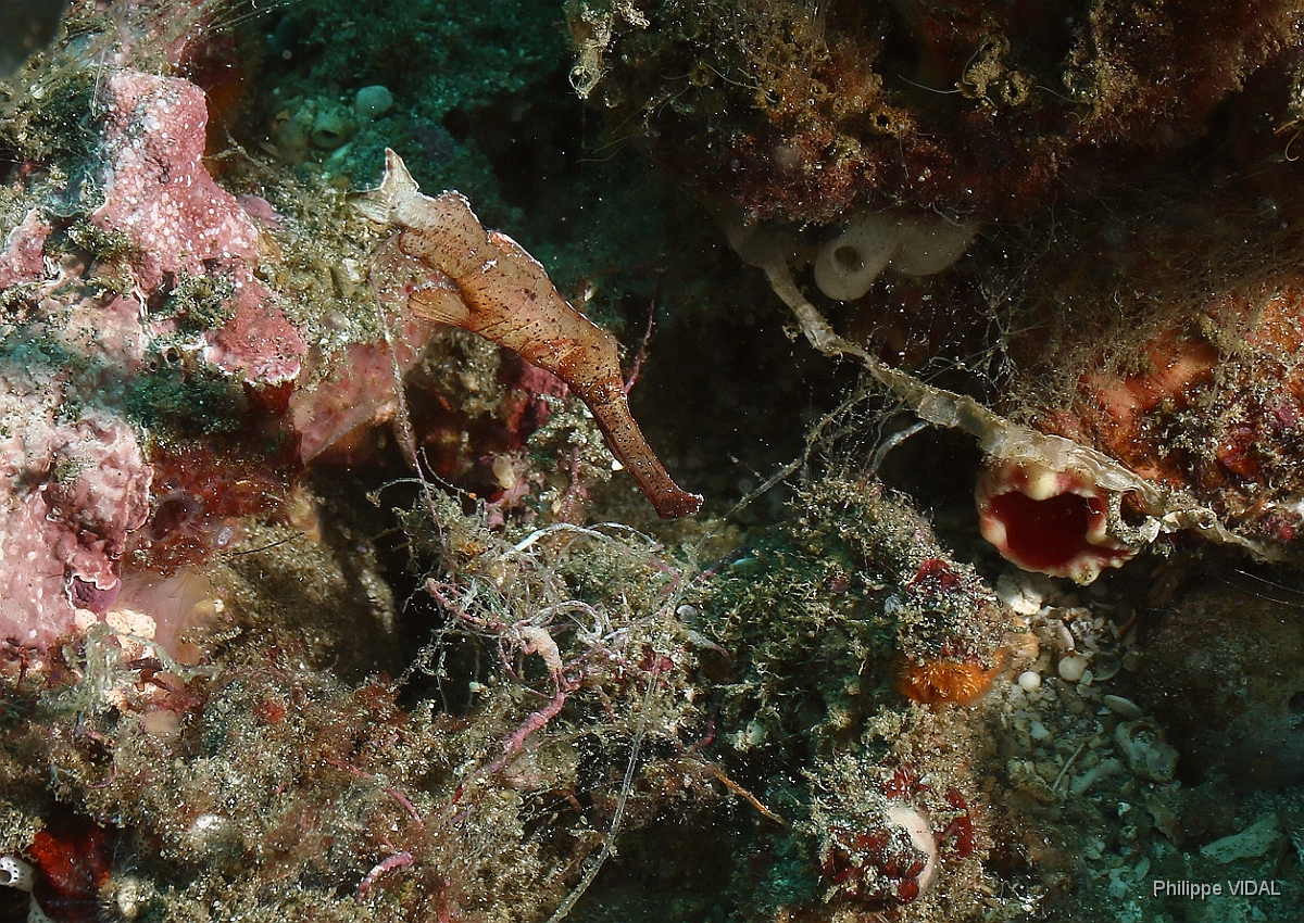 Bali 2016 - Thin ghost pipefish - Poisson fantome - Solenostomus sp  - IMG_6082_rc.jpg